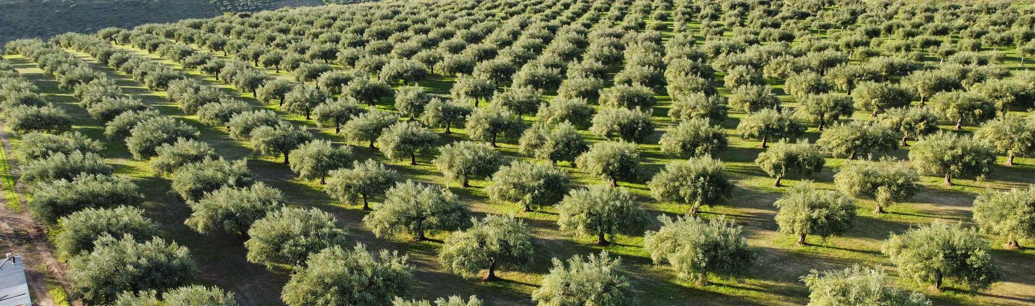 Olio Extra Vergine d'Oliva Siciliano da olive 100% Italiane Olio Extra Vergine d'Oliva Siciliano da olive 100% Italiane